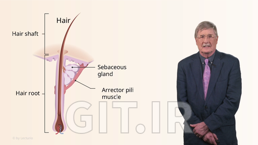 Adnexal Tumors of the Skin