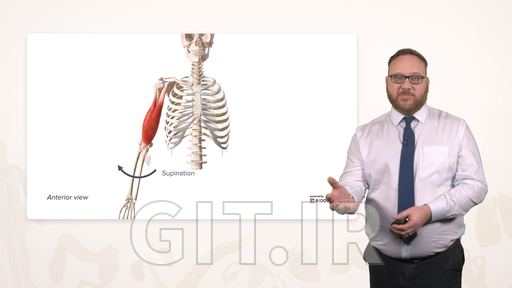 Anatomy of the Arm