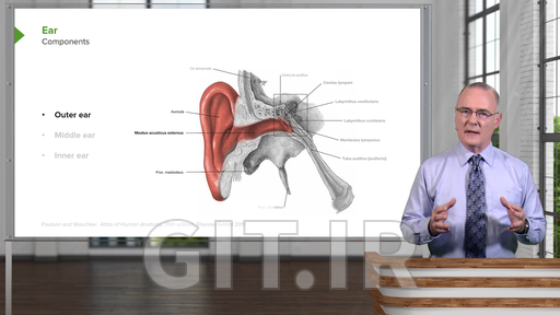 Auditory System and Vestibular System