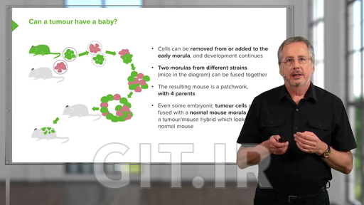 Embryology: Early Stages with John McLachlan