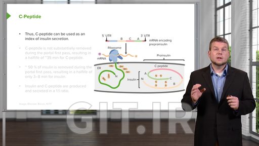 Endocrine Physiology
