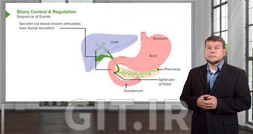 Gastrointestinal Physiology
