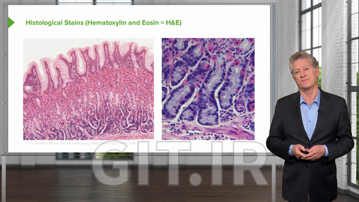 Histological Techniques and Staining