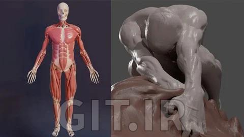 3D Anatomy: Sculpting in Blender: Master the human figure