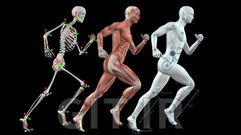 Biomechanics: The Physics Of Human Movement