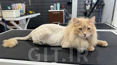 Professional Cat Grooming Masterclass: From Basics to Expert