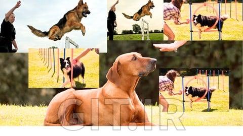 Complete Pet Training: A Practical Guide for Every Dog Lover