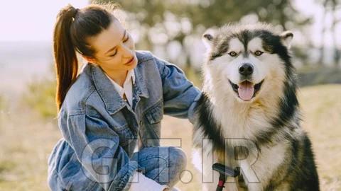 Diploma in Dog Grooming - CPD Accredited