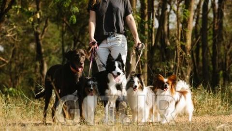 Dog Walking Certification Training– Fully Accredited