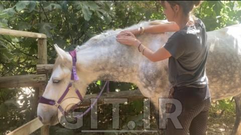 Equine Bodywork for Beginners Module 1: The Neck