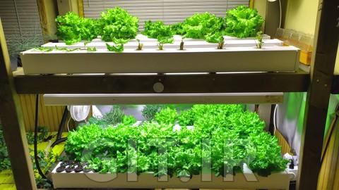 Build Your Own Home Hydroponic Farm