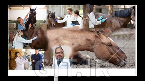 horse colic what can we do