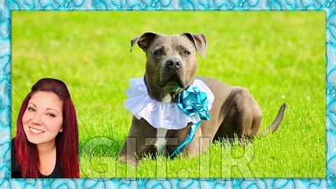 Dog Training Tricks: Trick Training, Dog Games & Dog Paw Art