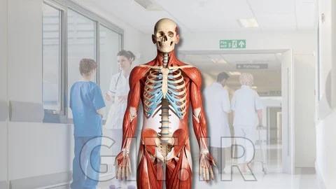 Human Anatomy & Physiology: Structural Organization of Body