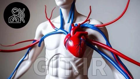 Human Physiology for Health and Medical Sciences