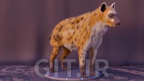 Hyena groom techniques in Houdini