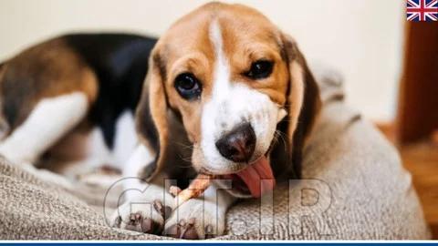 Master class in dog nutrition - healthy diet for your friend