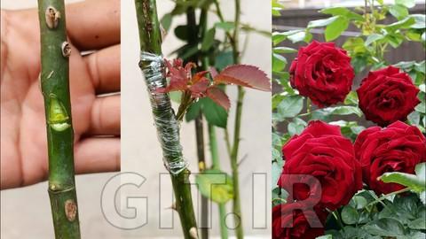 Mastering Cloning and Grafting Techniques