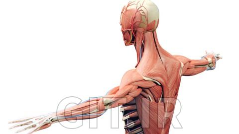 Pediatrics: Diseases of the Musculoskeletal system