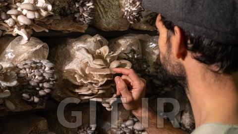 Diploma in Modern Mushroom Cultivation - Fully Accredited