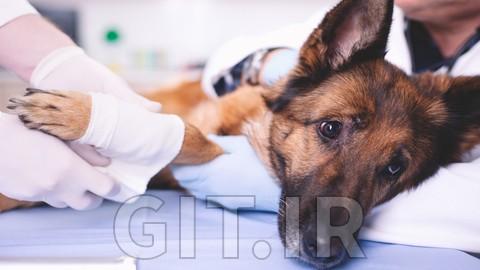 Pet First Aid (Advanced)