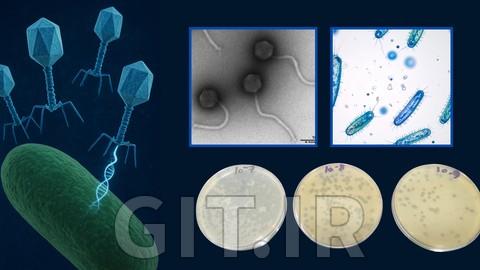 Bacteriophage Therapy Unleashed: From Theory to Lab Practice