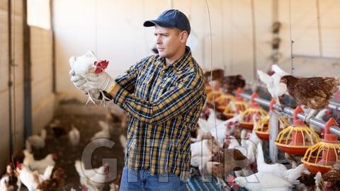 Diploma in Poultry Farming: Grow Your Poultry Business