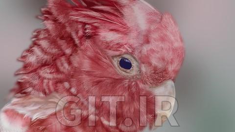 Procreate tutorial, a realistic bird (digital ipad drawing)