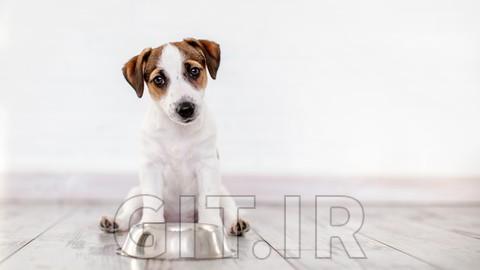 Puppies and their health - The online course