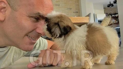 Puppy Training Basics: A Practical Guide for the First Weeks