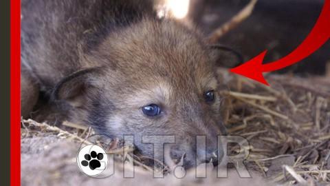 Puppy Wolves: family, tenderness, wilderness
