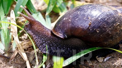 Snail Farming for Beginners: A Comprehensive Guide