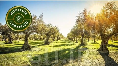 Sustainable Olive Oil Production, Quality and Economics