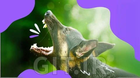 The Reactive Dogs