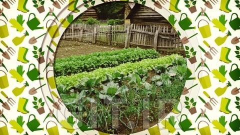 The Beginner's Guide to Vegetable Gardening