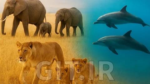 Etholog in actiony: How Animals Think & Survive in the Wild