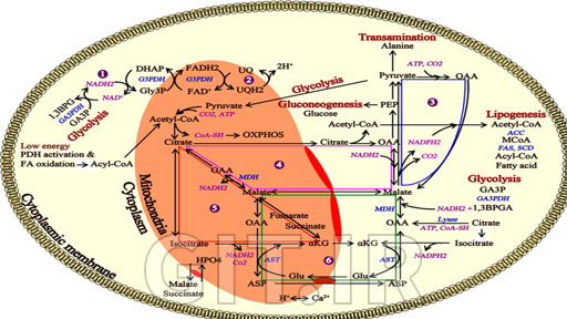 Medical Biochemistry: Metabolism of Carbohydrates