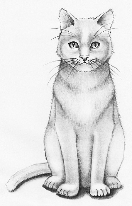 Cat Drawing