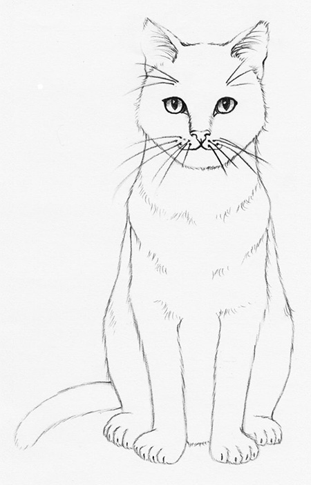 Cat Drawing Step 10