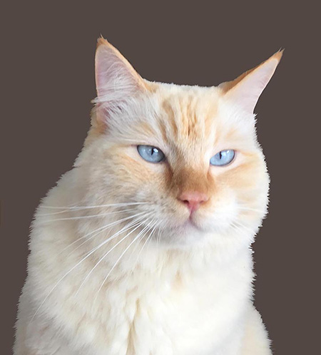 realistic cat drawing