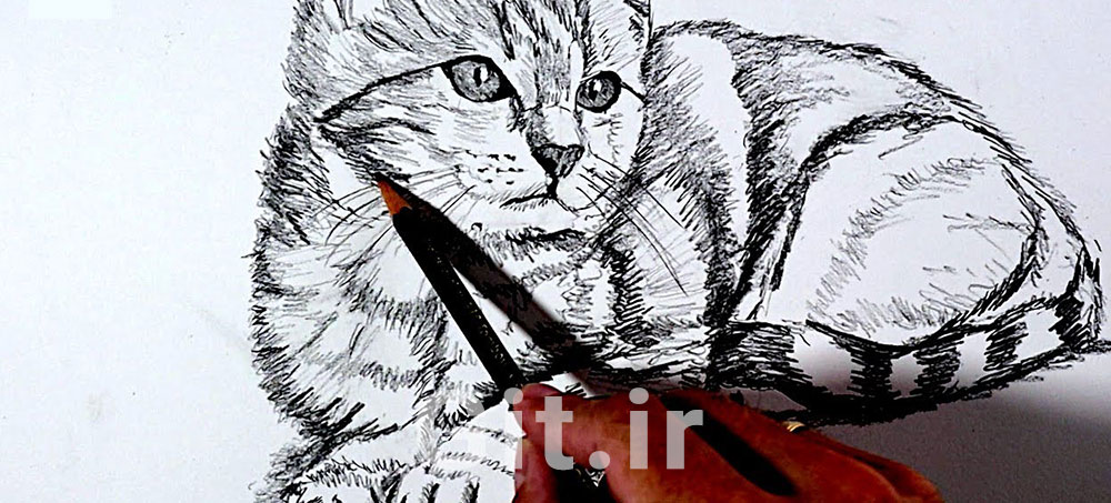 Step-by-Step Realistic Cat Drawing