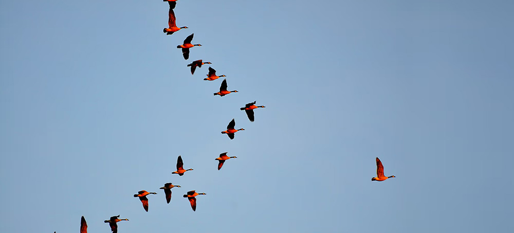 Primal Leadership: The Hidden Driver of Great Performance Primal Leadership: The Hidden Driver of Great Performance