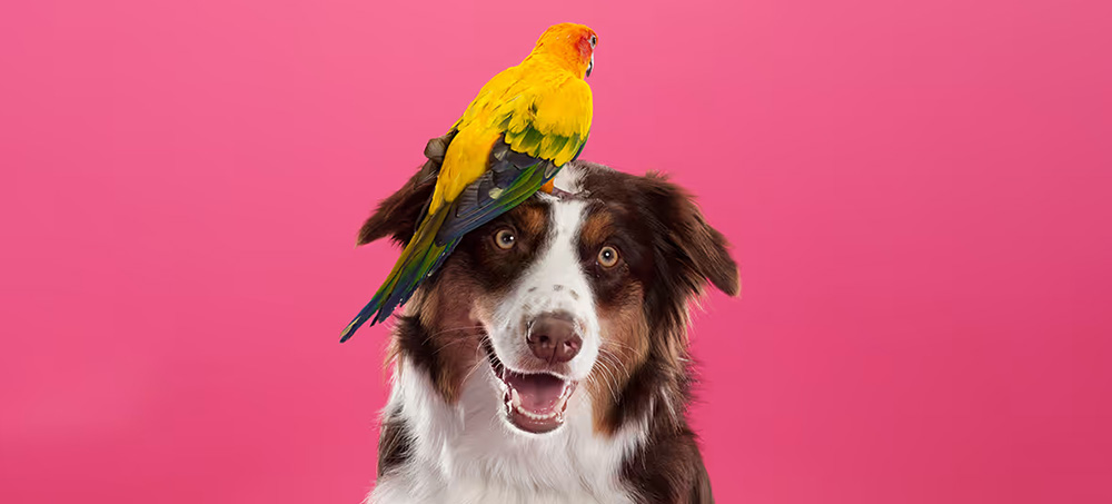 The Best Leaders Have a Contagious Positive Energy