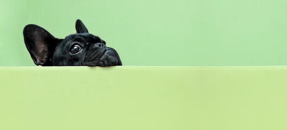 4 Phrases That Build a Culture of Curiosity by Scott Shigeoka 4 Phrases That Build a Culture of Curiosity by Scott Shigeoka