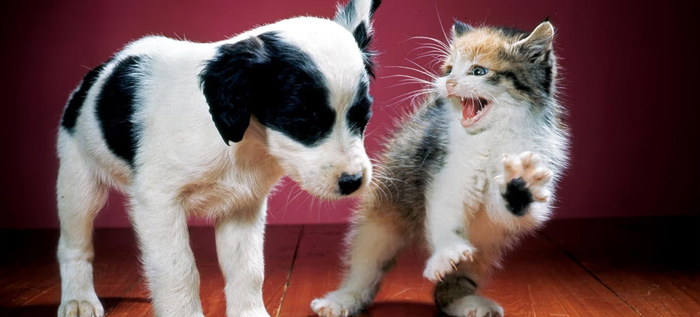 When Diversity Meets Feedback