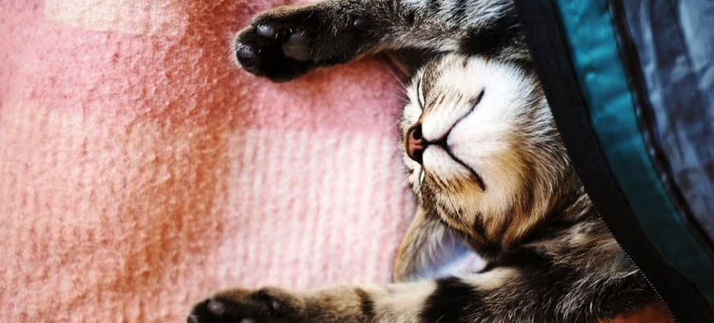 How to Make Yourself Work When You Just Don’t Want To
