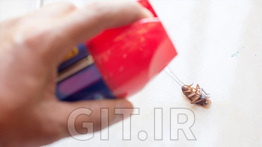 How To Eliminate Cockroaches Like A Professional